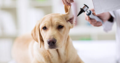 Proponen crear red de hospitales públicos para la atención de mascotas