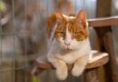 Gatos mayores son los menos adoptados: campaña busca visibilizar y promover su adopción