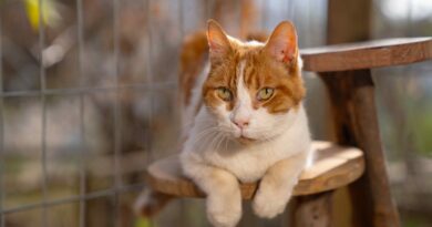 Gatos mayores son los menos adoptados: campaña busca visibilizar y promover su adopción
